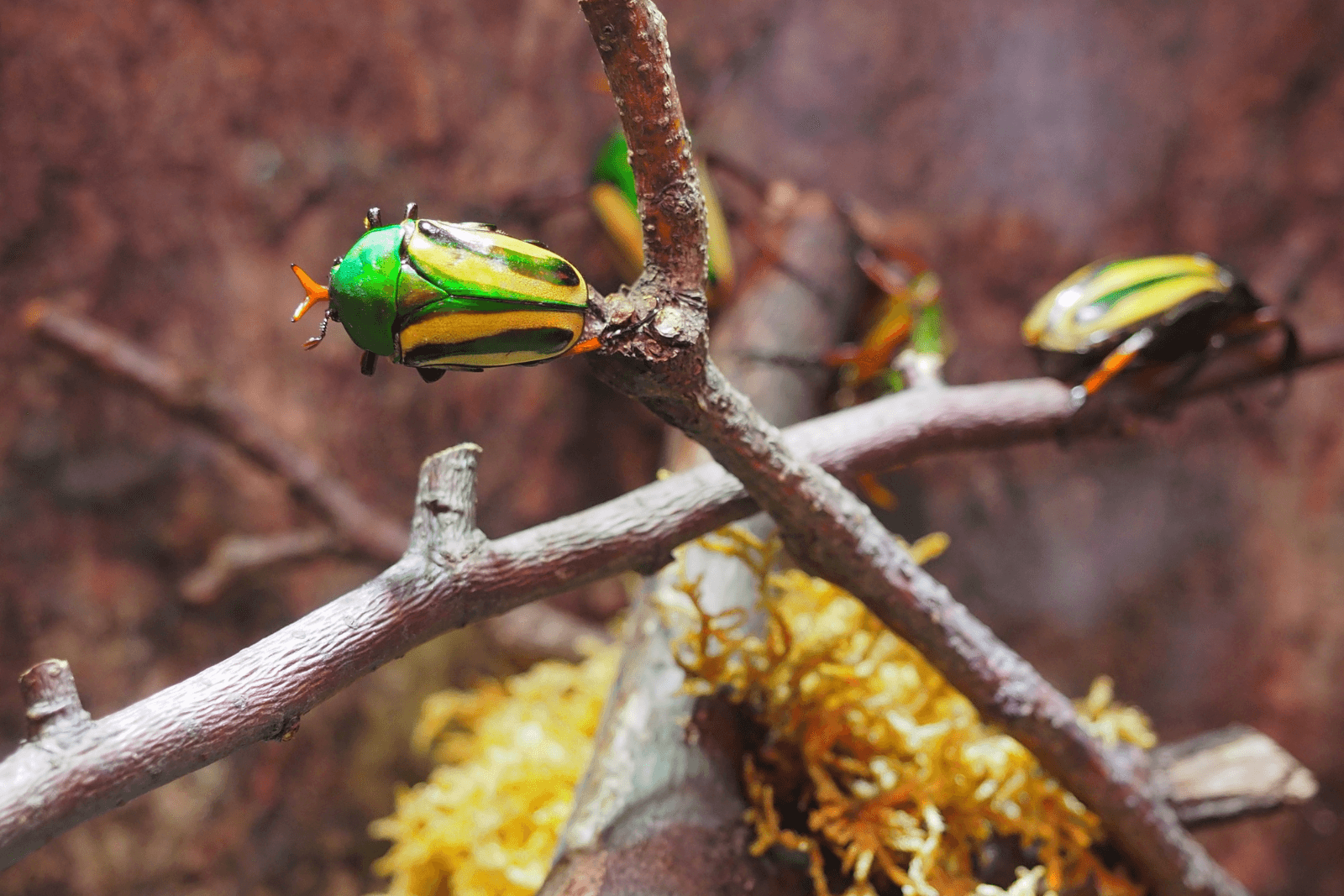 A flamboyant beetle stood on a branch