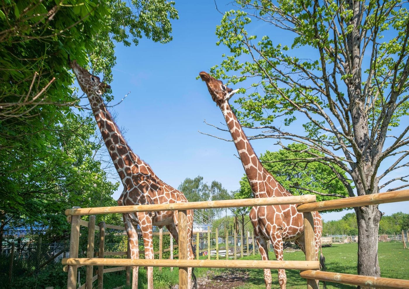 Two giraffes in an enclosure reach up to eat leaves from trees under a clear blue sky.